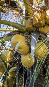 a bunch of fruit hanging from a palm tree